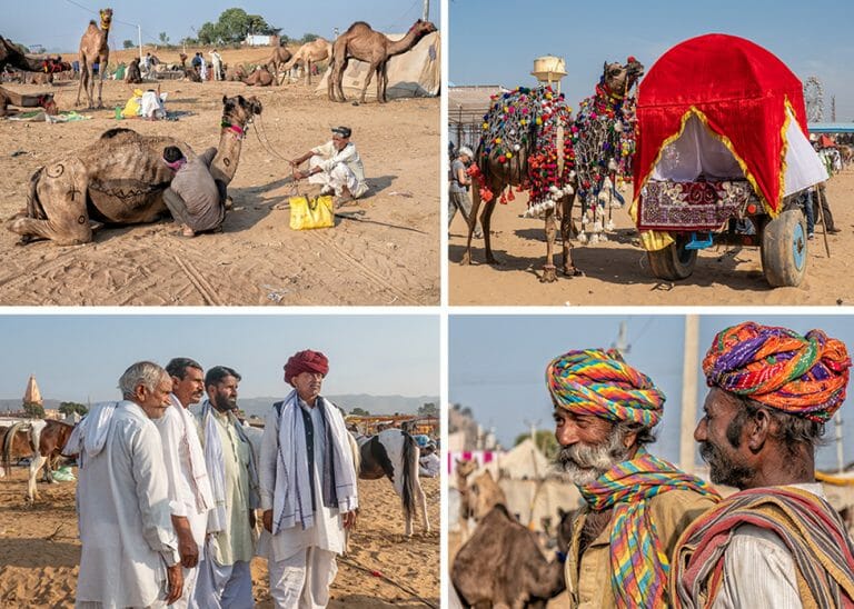 The camel camps were beginning to fill up when I arrived at the beginning of the Pushkar Mela Rajasthan. By the time I left, they were overflowing.