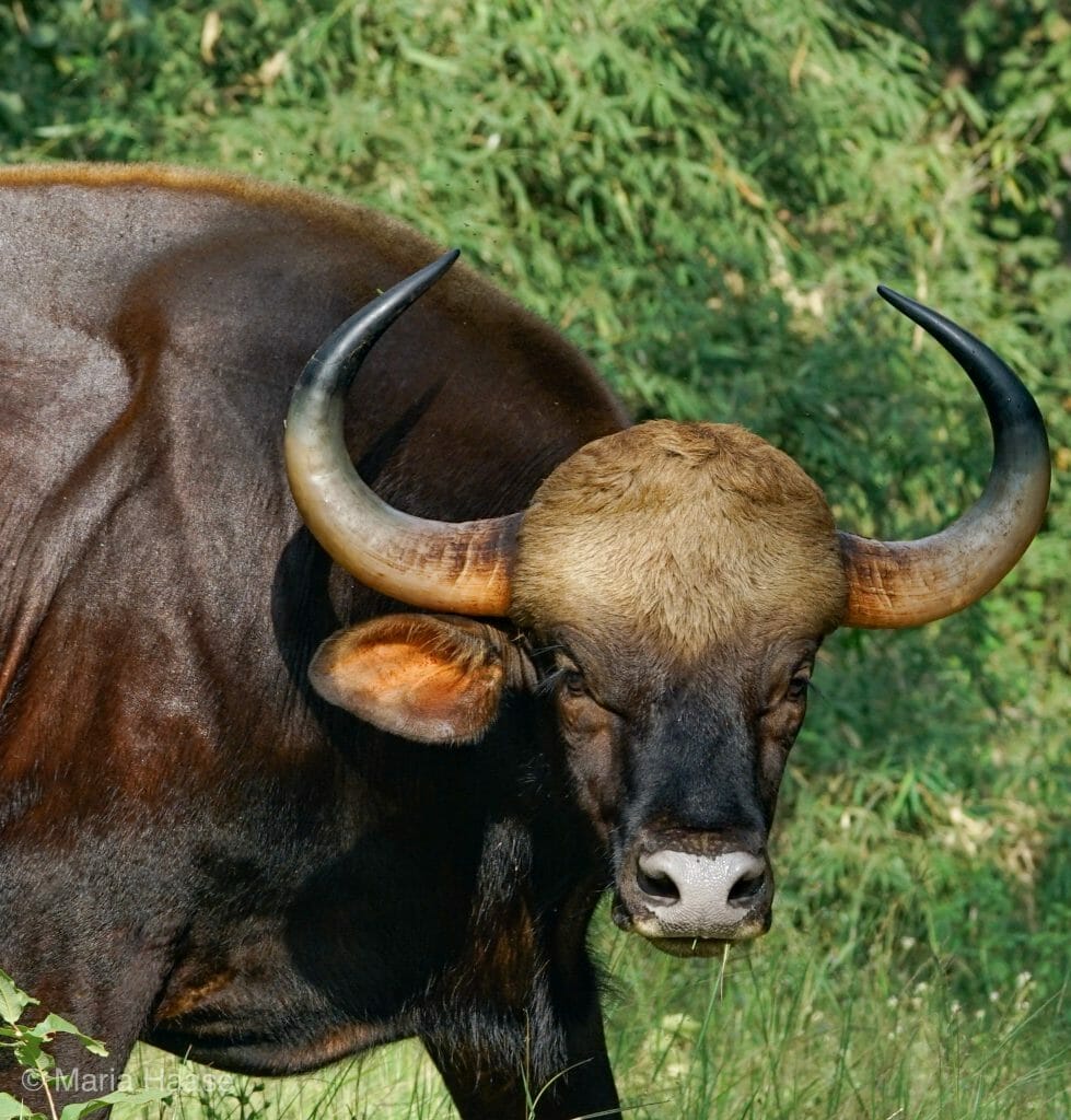 Large Gaur bull - Indian Bison with horns on Safari in India 