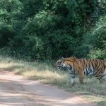 Best Tips to Make the Most of Your Indian Safari