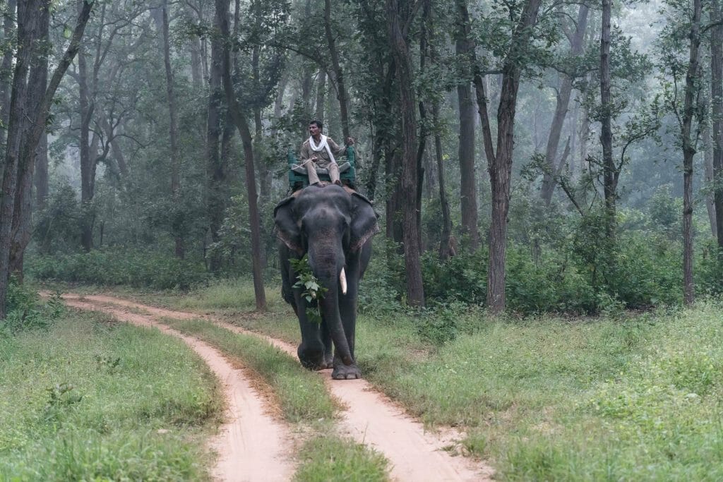 National Park Guide patrolling on elephant in Kanha National Park - Indian Safari 