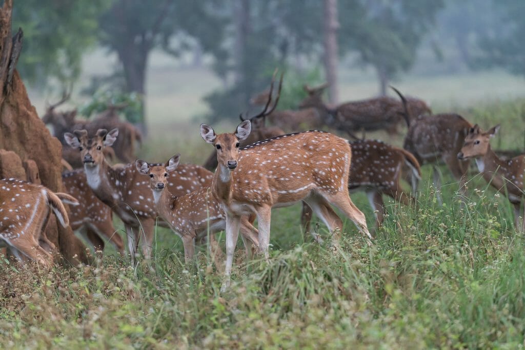 Group of 30+ Indian Spotted Deer in a foggy forest in Kanha National Park