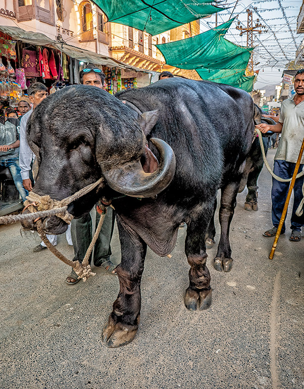 big water buffalo between the stalls of the Festival